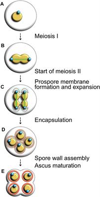 Moonlighting at the Poles: Non-Canonical Functions of Centrosomes